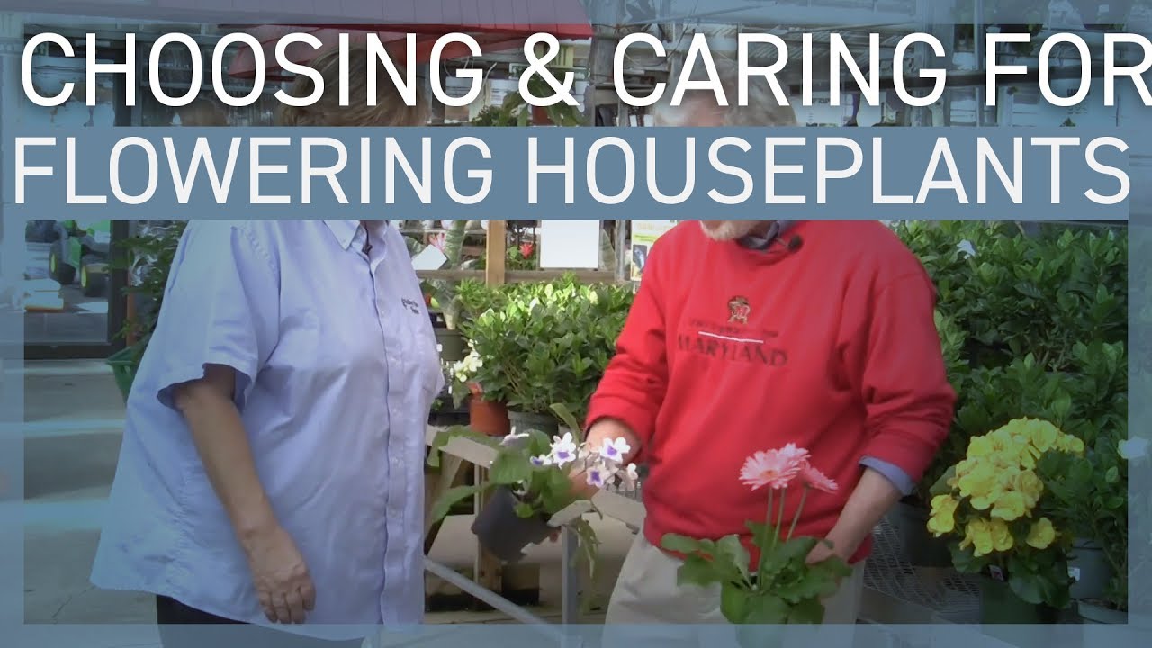 Choosing and Caring for Flowering Houseplants