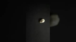 Episode 1: Cowries