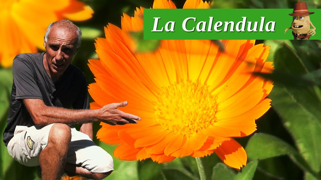 Consigli sulla coltivazione della Calendula: benefici ed usi