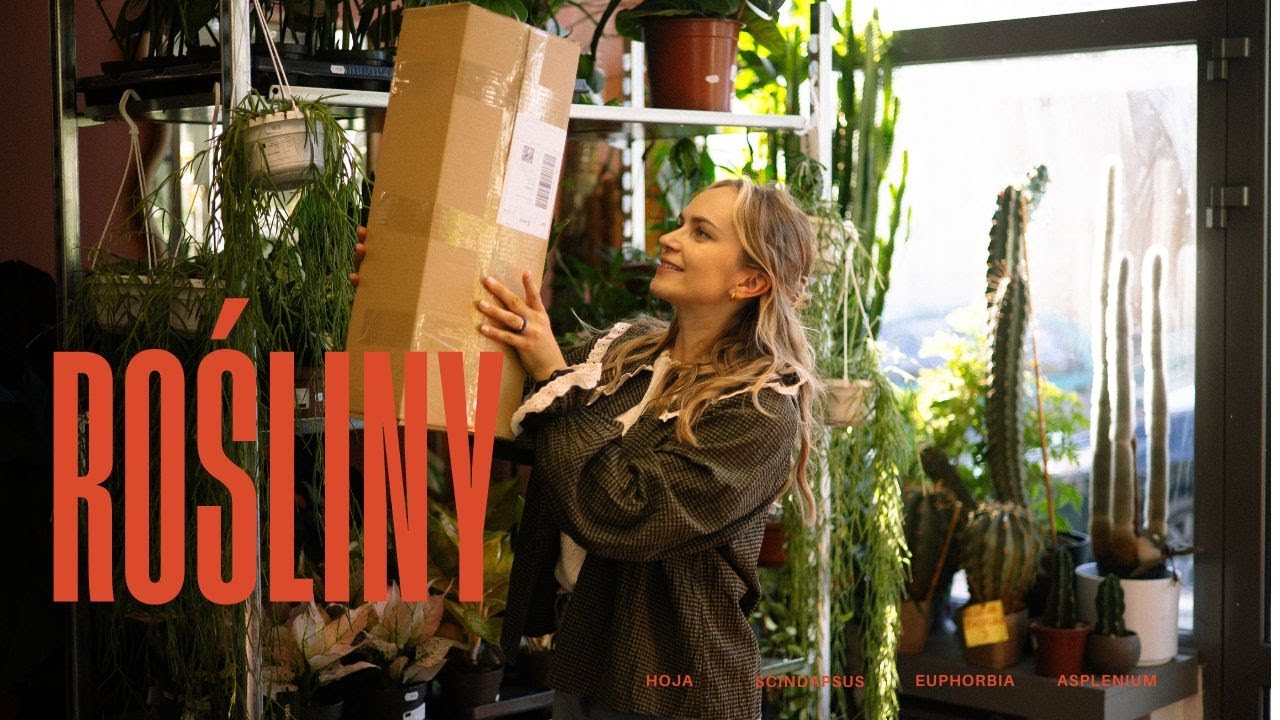 NOWA DOSTAWA BADYLI✨ rośliny proste i kolekcjonerskie✨osłonki POTSI✨ Anthurium Peltigerum epipremnum