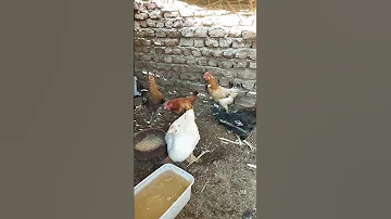 اي السر اللي يخلي الفراخ كل يوم تبيض 