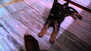 American staffordshire terrier, American pitbull terrier, American ...