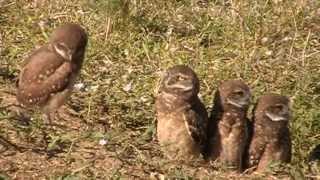 Burrowing Owl Family with 5 Owlets