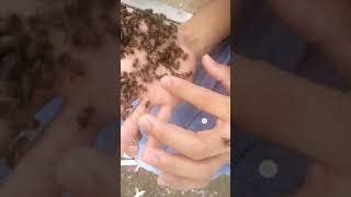 Cách Người Ta Bắt Ong Ở Sài Gòn