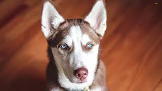 Nice dogs slide show with relax music