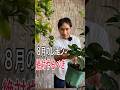 【レモン摘果】やらないと実が小さくなり、翌年の収穫量も激減します！