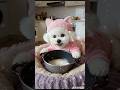比熊妹煮飯飯#BichonFrise #Bichon #BichonPuppy #Dog #Puppy #CuteDog #SmallDog #pets #cute #youtubeshorts