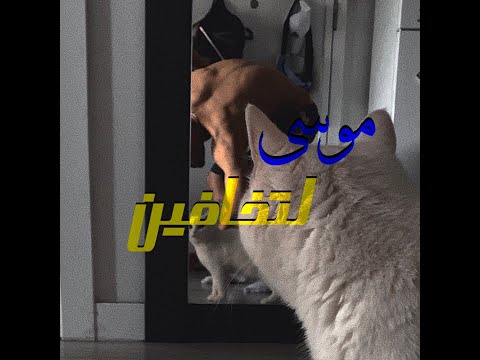 موسى لتخافين مع توماس MOUSSA La T5afeen X TOMAS