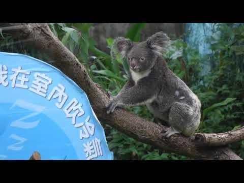 保育員抱著無尾熊出來戶外上夜班Q妹媽媽變瘦了20200815