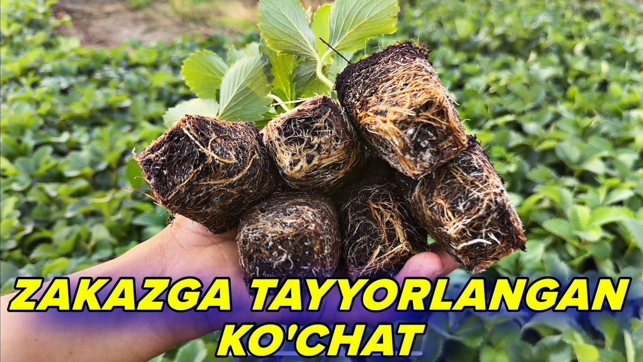 Zo‘r Ko‘chatlar! 🌱 Qulupnay Gidroponikada | Dehqon To‘rabek Bilan Suhbat