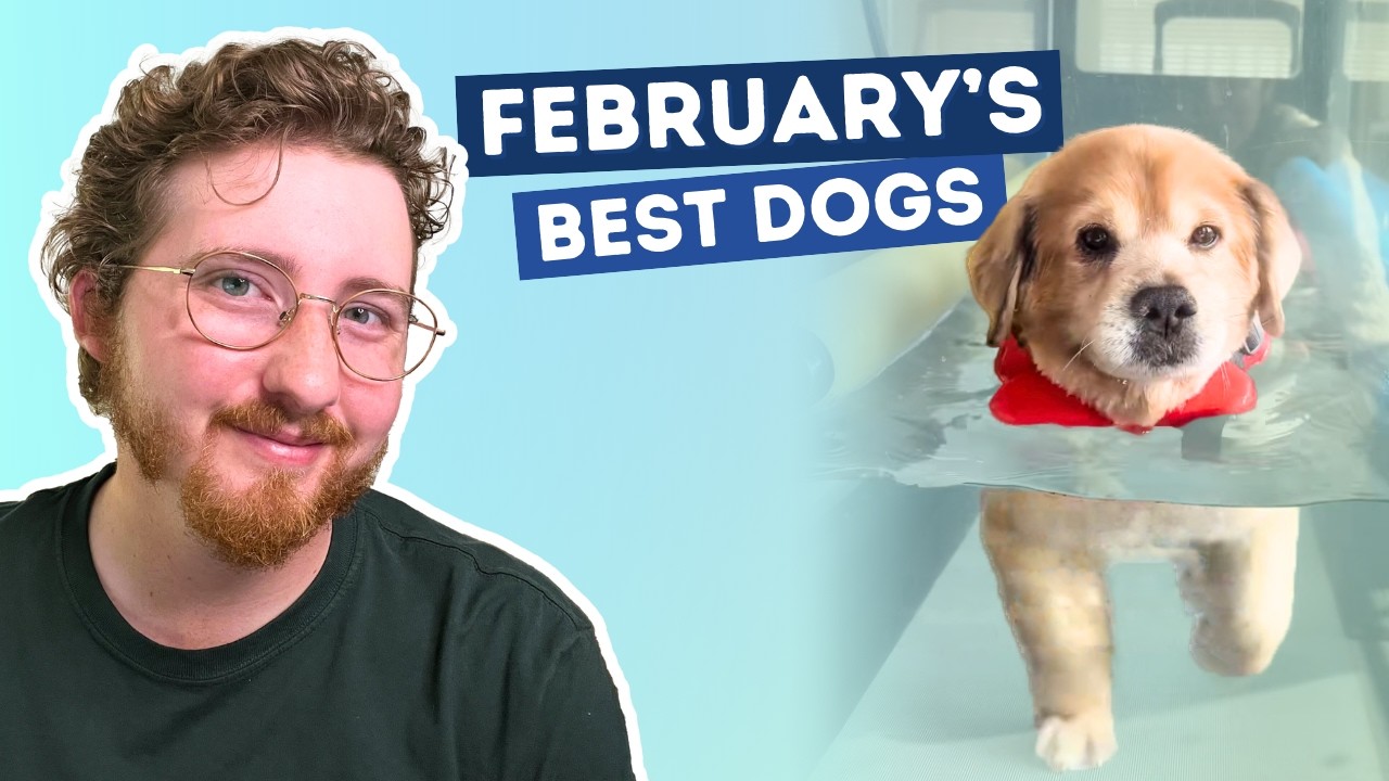 Dogs In February The Dogs Were Good In February - YouTube