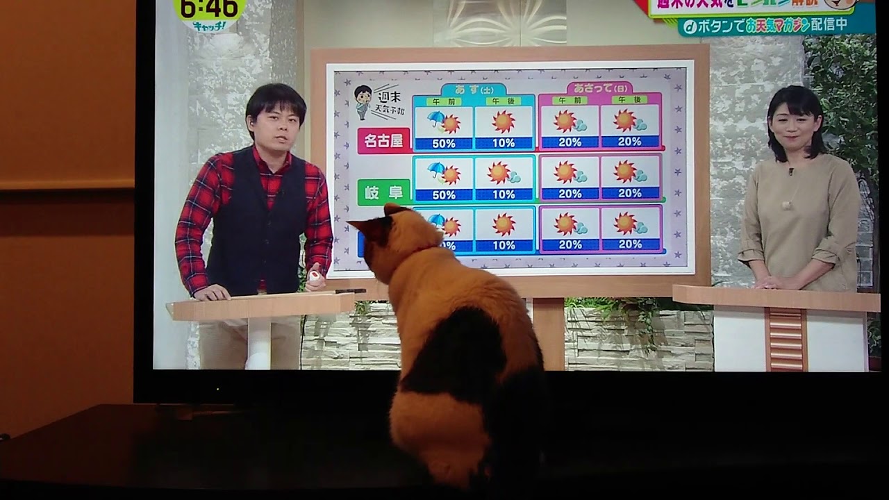 のんちゃんと天気予報 我が家の猫にゃんず