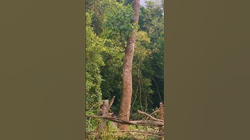 Chainsaw man 2#trending #shortsfeed #viral #chainsawman #shorts #woodworking #newwest628 #tree