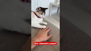 Корица всех расставляет на свои места