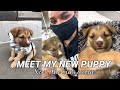 I GOT A PUPPY!! Meet My 10-Week Puppy l The first 48 hours with my new puppy!!