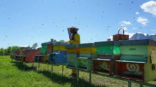 Presentazione La Piccola Arnia Con Sottooli