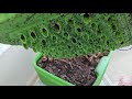 Hot Frog Living Composter Day 67 - Mini Feeding - Vermicomposting