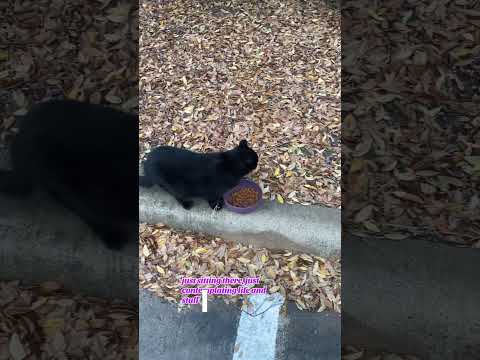 Cat Feralcat Catsofyoutube Straycat Chat Greycat Blackcat 