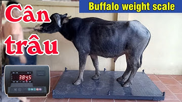 Cân trâu bằng cân điện tử 1.5 tấn | Cân Hoàng Thanh : 0987059224