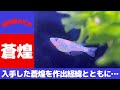 【 メダカ 飼育 】蒼煌　めだかや またあした さんで購入した蒼煌　作出 経緯 まとめとともに 紹介