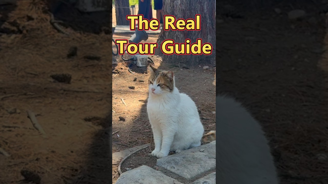 Cats of Ephesus - The Real Tour Guides