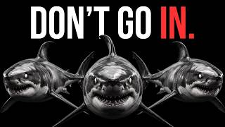 Why You Should Be Terrified of Great White Sharks