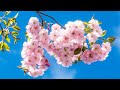 расслабляющая музыка в японском стиле Сезон цветения сакуры🌸 Yспокаивающая музыка для нервов