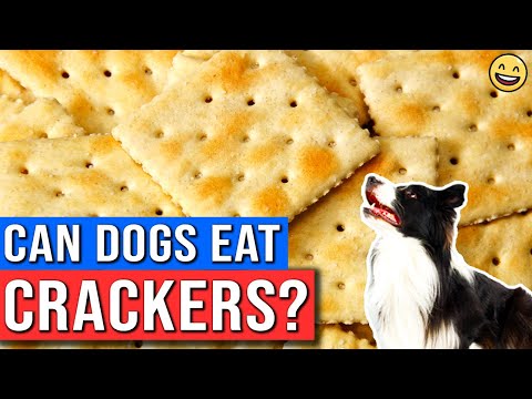 Video: ¿Pueden los perros comer galletas Ritz?