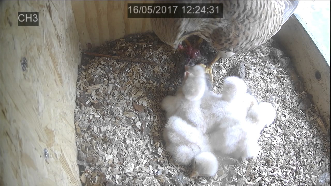 Tillykke, 6 unger...