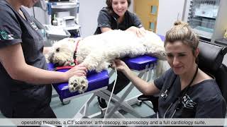 Welcome to Northern Ireland Veterinary Specialists (NiVS)