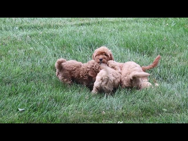 Mason video thumbnail