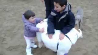 Club Canino Baucan Socializacion nov12.mp4