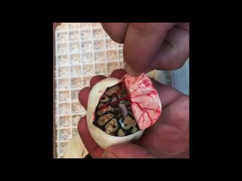 ball python breeders in ohio Pippy Longsnakes!!