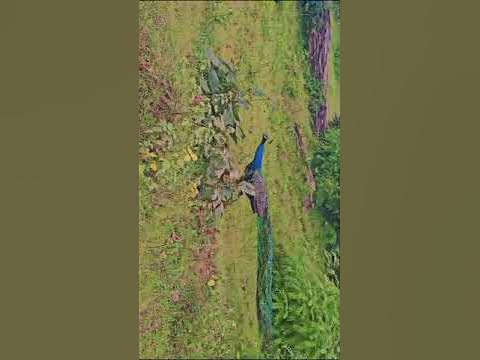 picock - YouTube