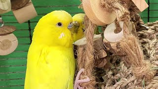 7 Hours Of Relaxing Budgie Sounds