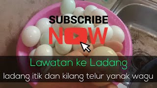 Lawatan ke ladang itik Si Yanak Wagu screenshot 5