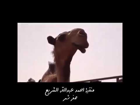 صفر شمر منفية احمد عبدالله الشريع