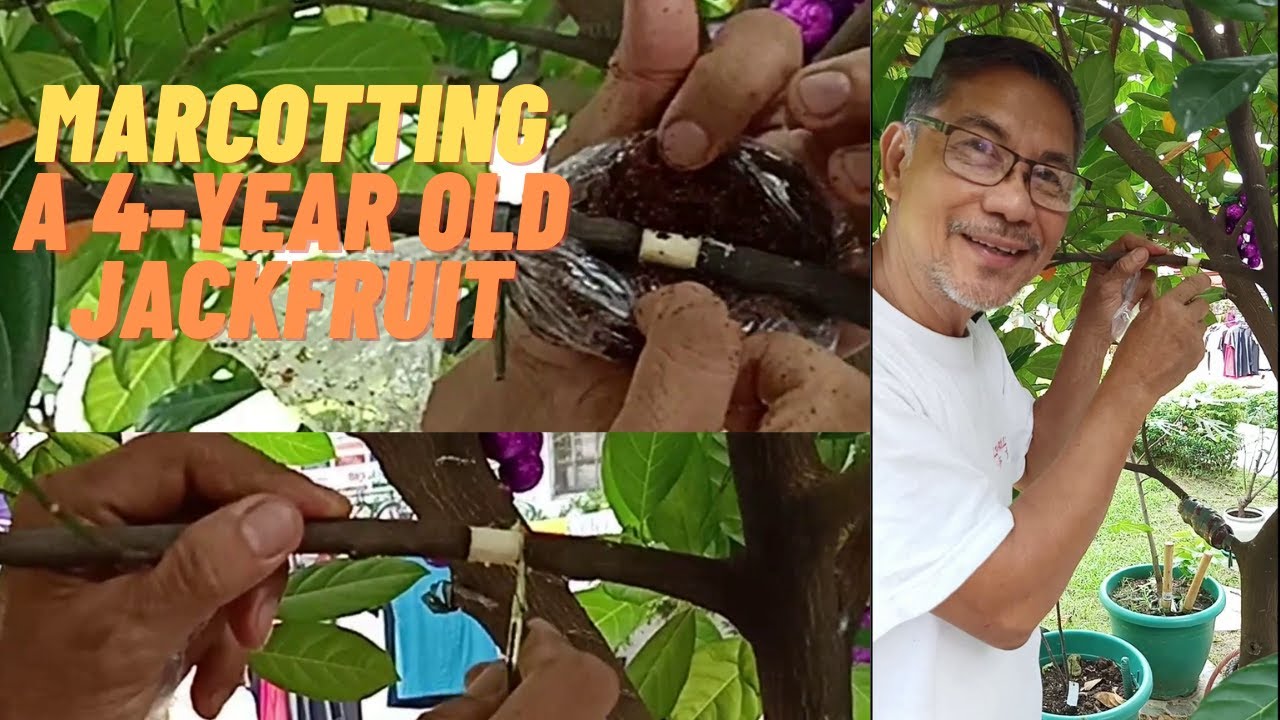 Marcotting (Airlayering) a 4year old jackfruit YouTube