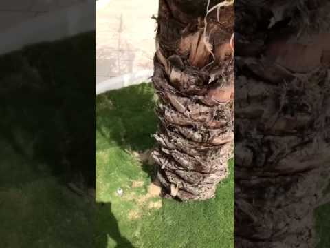 زيارة جامع عبداللطيف الجبر بحي النزهه بالدمام