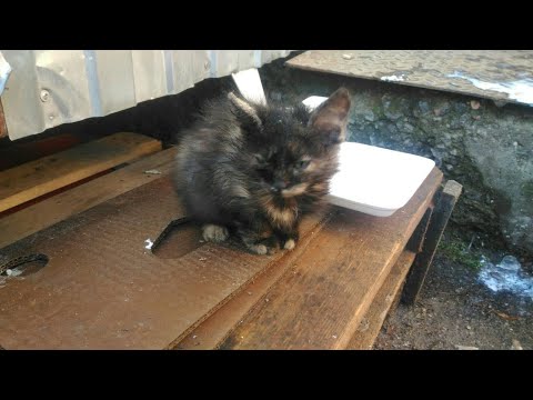 Девушка пожалела бездомного