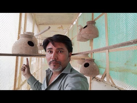 Java Bird ke bache nikal gaye | pets vlog