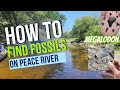 How to find Florida River Fossils: SECRET SPOT REVEALED!!! Megalodon on dry land.
