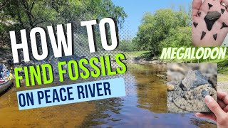 How to find Florida River Fossils: SECRET SPOT REVEALED!!! Megalodon on dry land.