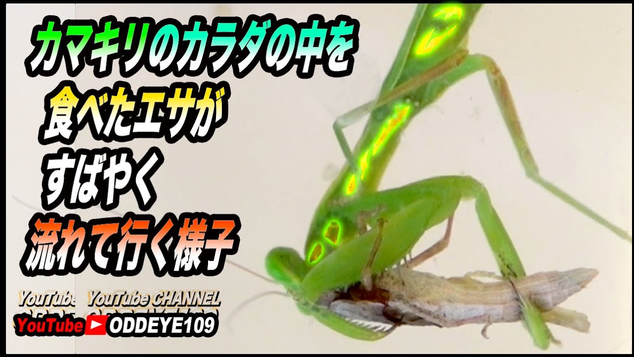 カマキリのからだの中を食べたモノが通って行く様子 夏休み自由研究 カマキリの不思議 Youtube