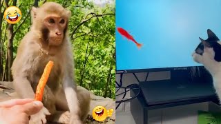 Best Funny Animal Videos 2022 😂😍 Funniest Dogs And Cats Videos 😺😍 Most Watching This Funny Video