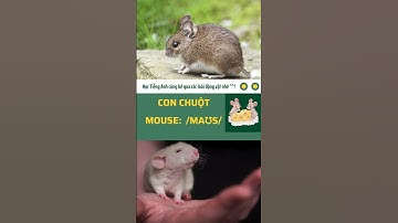 Học từ vựng Động Vật trong Tiếng Anh | Dạy bé từ vựng Tiếng Anh về con vật | #animalsinenglish