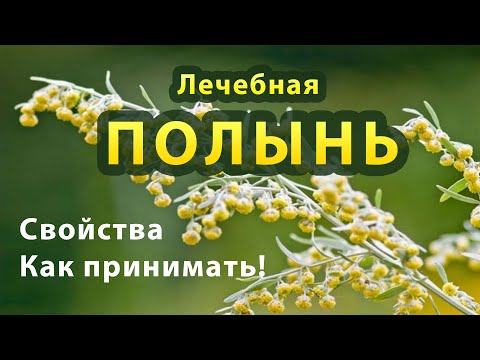 Video: Ачуу жусан: дарылык касиети