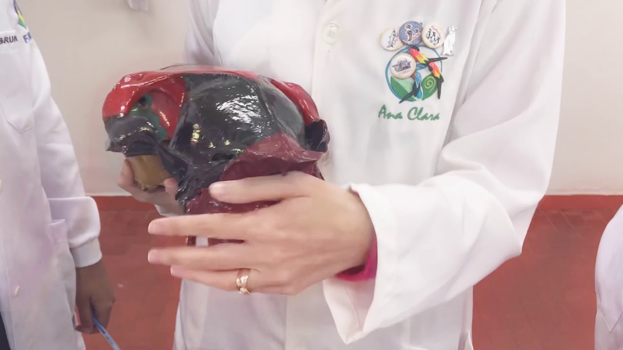 19 - Anatomia Animal - Osso Occipital