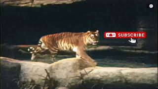 Download Lagu Caspian Tiger video colorized by AI [TEST] - Soraya (Caspian tigress) from Hamburg Zoo, 1959. MP3
