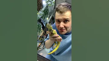 Познакомился с Шипохвостом